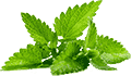 网站攻击器